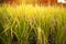 Closeup rice fields, young growing rice background with sunlight