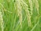 Closeup of rice paddy in rice fields and rice plantation in China. Organic rice farm in Asian. Agriculture background. Main dishes