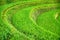 Closeup of rice terrace covered with green ripen rice stacks