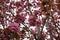 Closeup on the rich pink colored seasonal blossoming Japaneses cherry tree, Prunus serratula, standing in the garden