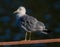 Closeup of a Ring-billed gull perched on a handrail above a lake