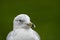 A closeup of ring-billed seagull`s face with green background.