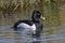 Closeup Ring-necked Duck