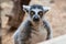 Closeup of a ring tailed captive lemur in a family zoo