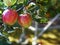 closeup of ripe apples on the apple tree with mobile scaffolding in the background