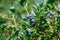 Closeup of ripe blueberries growing on a bush on a sunny summer day, ready to harvest