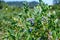 Closeup of ripe blueberries growing on a bush on a sunny summer day, ready to harvest