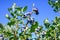 Closeup of ripe blueberries growing on a bush on a sunny summer day, ready to harvest