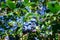 Closeup of ripe blueberries growing on a bush on a sunny summer day, ready to harvest