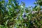 Closeup of ripe blueberries growing on a bush on a sunny summer day, ready to harvest