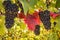 Closeup of ripe Cabernet Sauvignon grapes growing in vineyard at harvest time