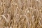 Closeup of a ripe cornfield before harvesting