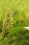 Closeup of ripe ear of sorghum millet crop