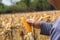 Closeup Ripe feed Corn Cob Hold in Hand of Farmer or Cultivator in Dry Corn Field