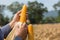 Closeup Ripe feed Corn Cob Hold in Hand of Farmer or Cultivator in Dry Corn Field