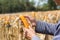 Closeup Ripe feed Corn Cob Hold in Hand of Farmer or Cultivator in Dry Corn Field