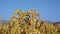 Closeup of ripe golden rice ears, blue sky background, organic foodstuff