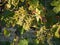 Closeup of ripe grapes on a vineyard in Glanz, Austria