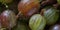 Closeup of ripe green gooseberry with water drops on the background of berries. Long horizontal macro banner. Fresh