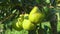 Closeup of ripe juicy pears