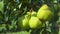 Closeup of ripe juicy pears