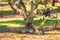 Closeup of ripe Kalamata olives growing on olive tree