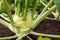 Closeup of a ripe Kohlrabi or turnip plant growing in in the gar