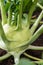 Closeup of a ripe Kohlrabi or turnip plant growing in in the gar