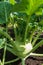 Closeup of a ripe Kohlrabi or turnip plant growing in in the gar