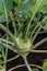 Closeup of a ripe Kohlrabi or turnip plant growing in in the gar