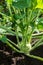 Closeup of a ripe Kohlrabi or turnip plant growing in in the gar