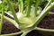 Closeup of a ripe Kohlrabi or turnip plant growing in in the gar