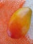 Closeup of ripe mango with varied appetizing shades of orange on bright orange and white textured background