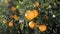 Closeup on ripe orange fruit growing in garden