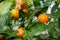 Closeup of ripe oranges still on the tree