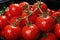 closeup of ripe red cherry tomatoes covered with water drops