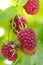 Closeup of ripe red raspberries rubus idaeus on the panicle in front of a unsharp background of raspberry foliage