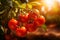 closeup of ripe red tomatoes on a branch at sunset blurred background