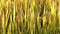 Closeup, ripe rice ears in sunlight, rural rice fields, agricultural plantation