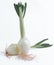 Closeup of ripe spring onions isolated on a white background