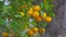 Closeup Ripe Tangerine Tree Symbolizes Vietnamese New Year