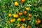 Closeup of ripe tangerines on tree