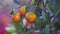 Closeup Ripe Tangerines on Tree Ready for Vietnamese TET