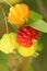 Closeup of ripe and unripe Surinam cherries