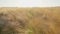 Closeup, ripe wheat field, summer cereal harvest concept, agricultural business