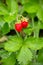 Closeup of a ripe wild strawberry berries