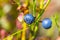 Closeup ripen blueberry bush