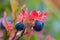 Closeup ripen blueberry bush