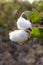 Closeup of ripened cotton pod