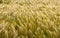 Closeup of ripening barley